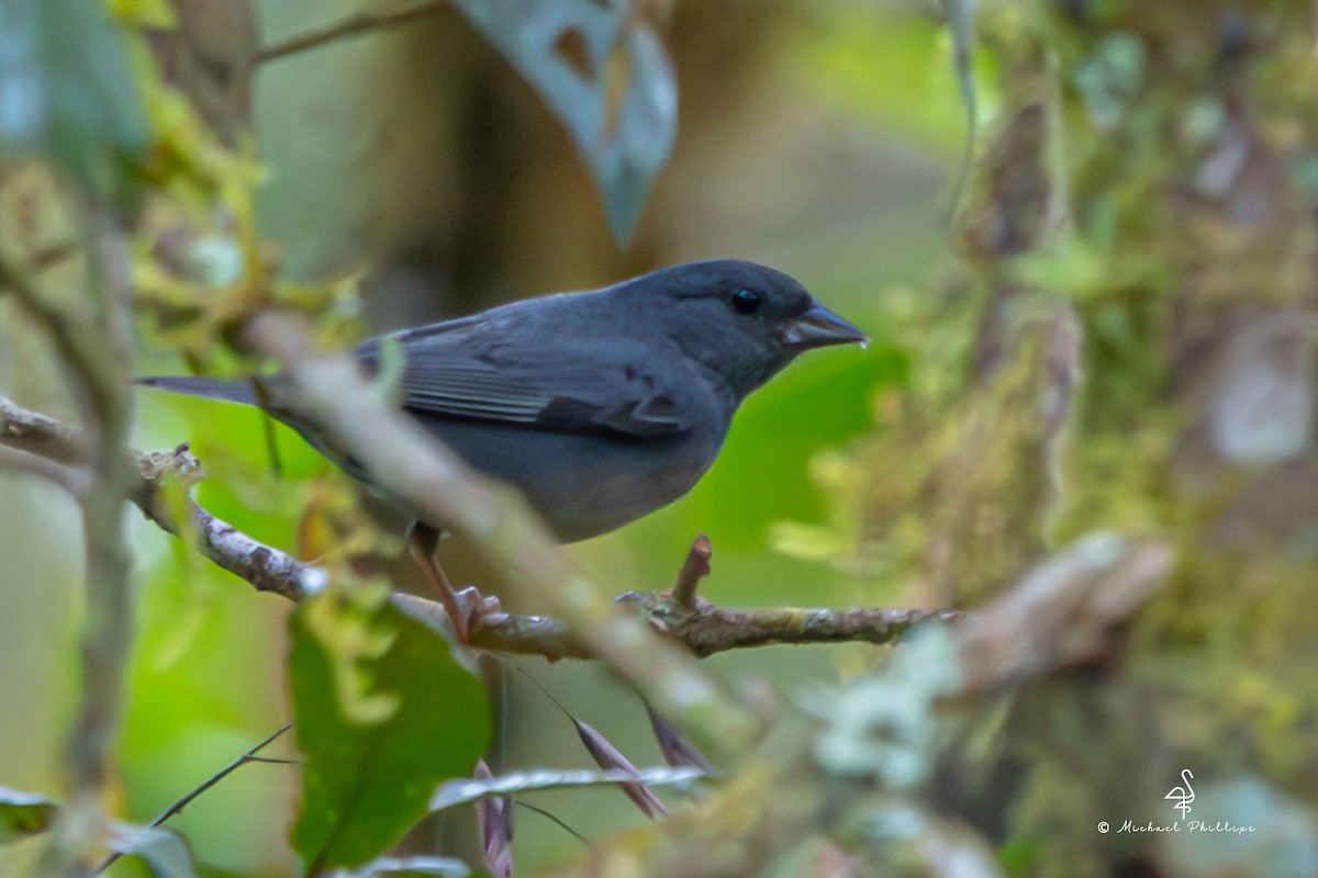 Slaty Finch - ML646461333