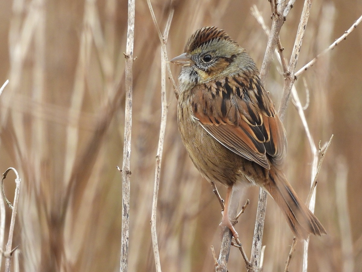 Swamp Sparrow - ML646461334