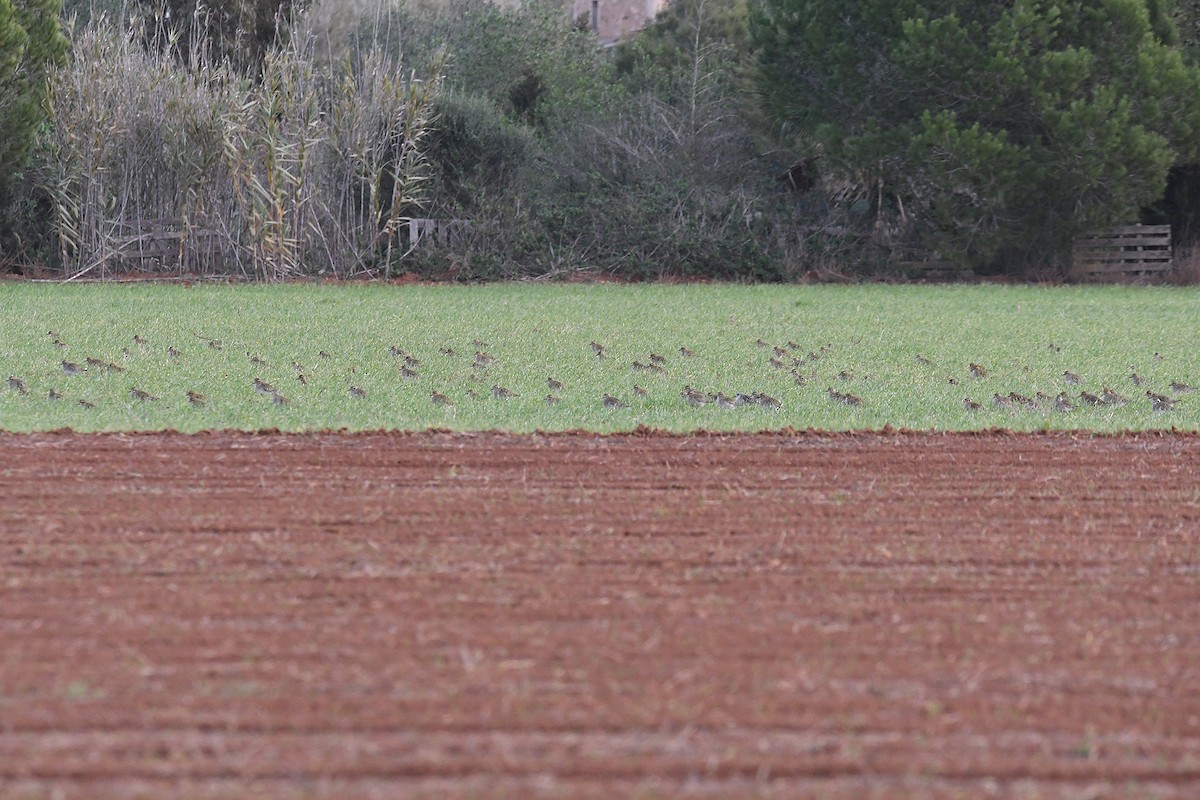 Сивка звичайна - ML646461335