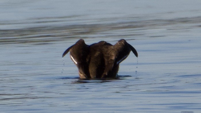 White-winged Scoter - ML646461336