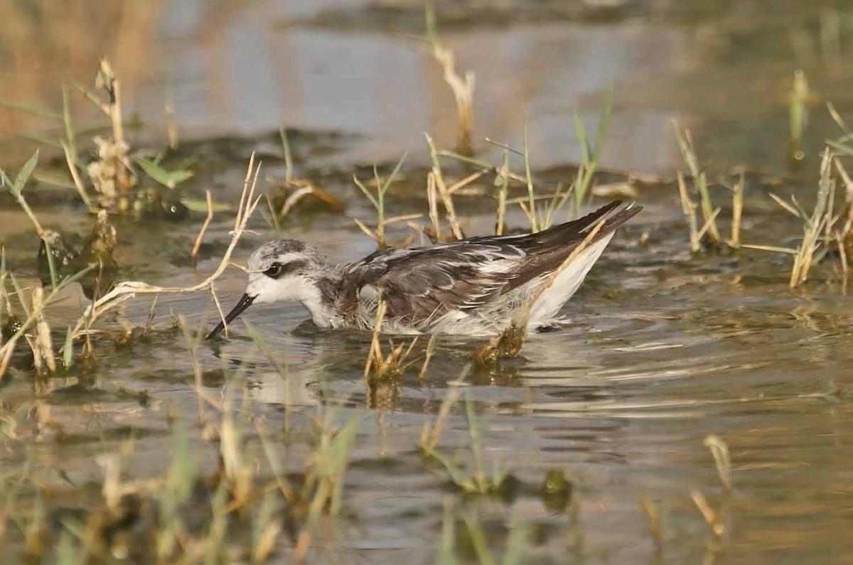 Нарийн сэлээхэй - ML646461337