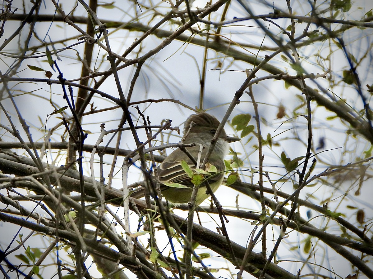 Nutting's Flycatcher - ML646461338