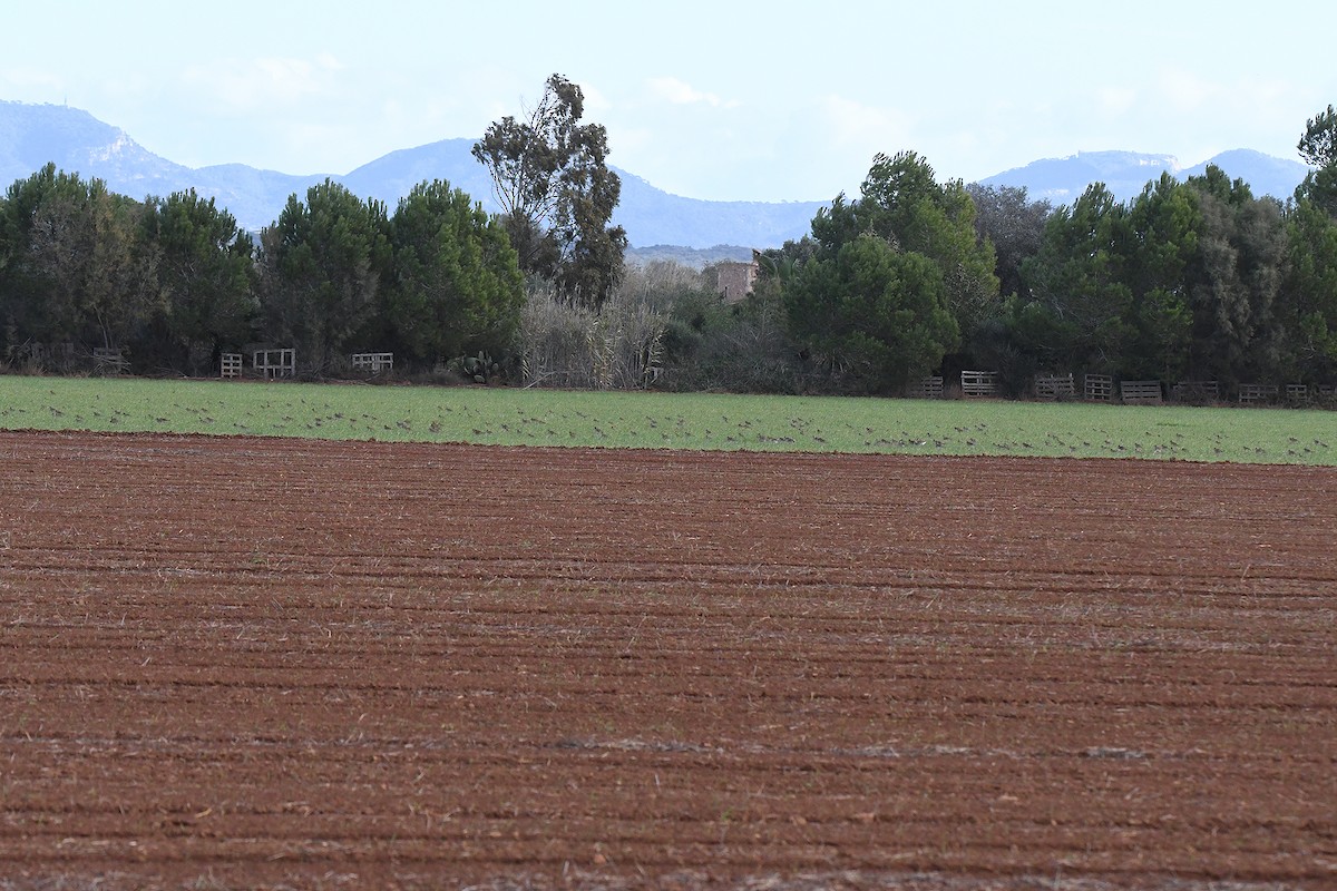 European Golden-Plover - ML646461340