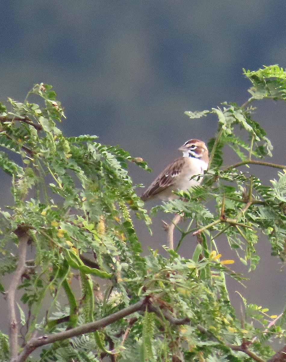 גיבתונית לבנת-גבה - ML646461341