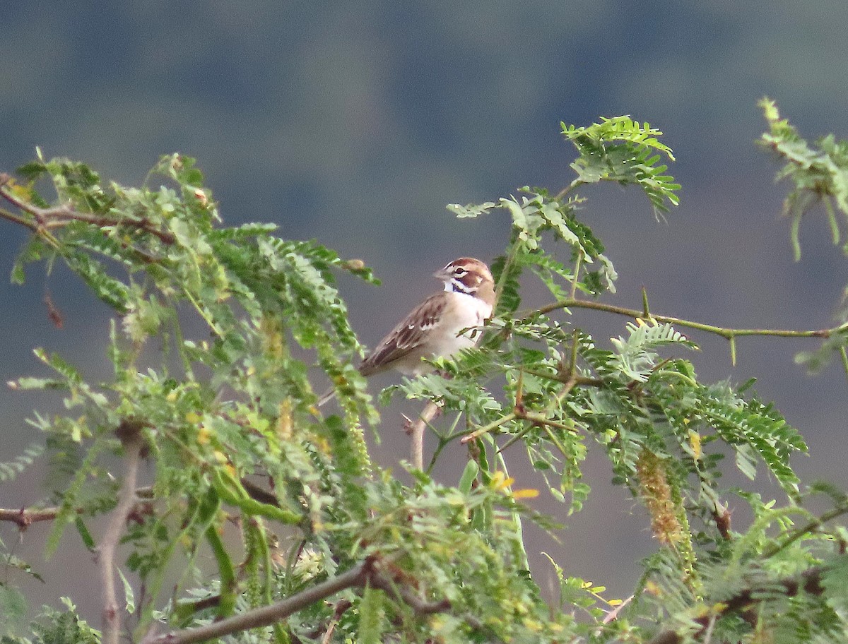 גיבתונית לבנת-גבה - ML646461342