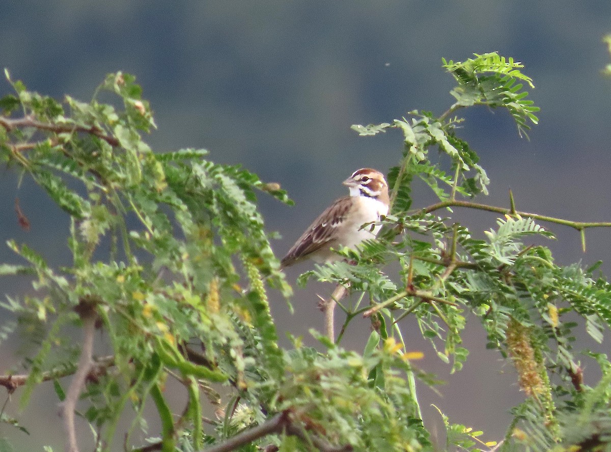 גיבתונית לבנת-גבה - ML646461343