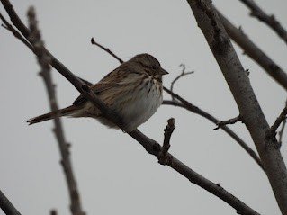 Song Sparrow - ML646461344