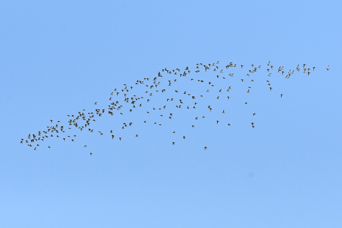 European Golden-Plover - ML646461351