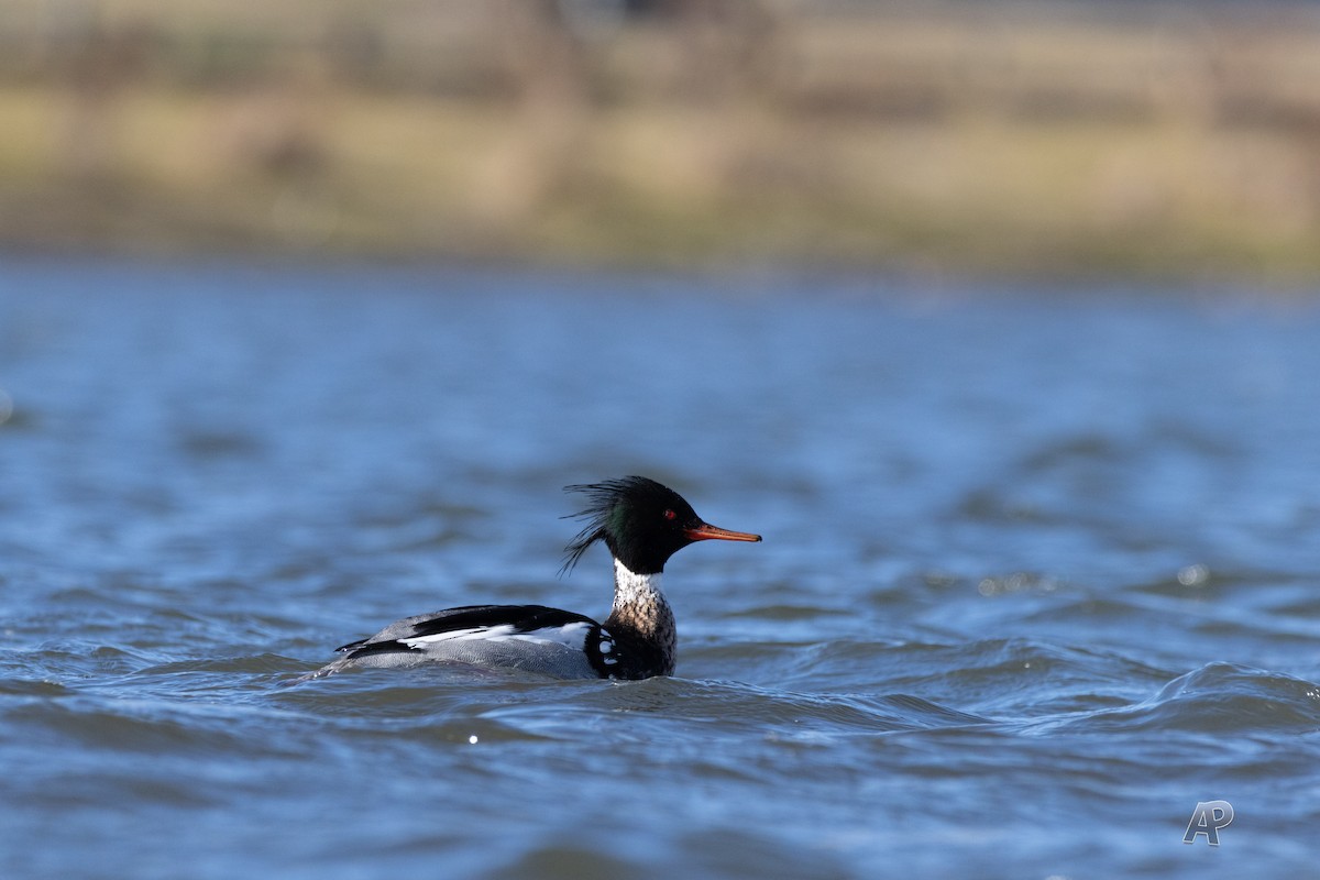 Red-breasted Merganser - ML646461352