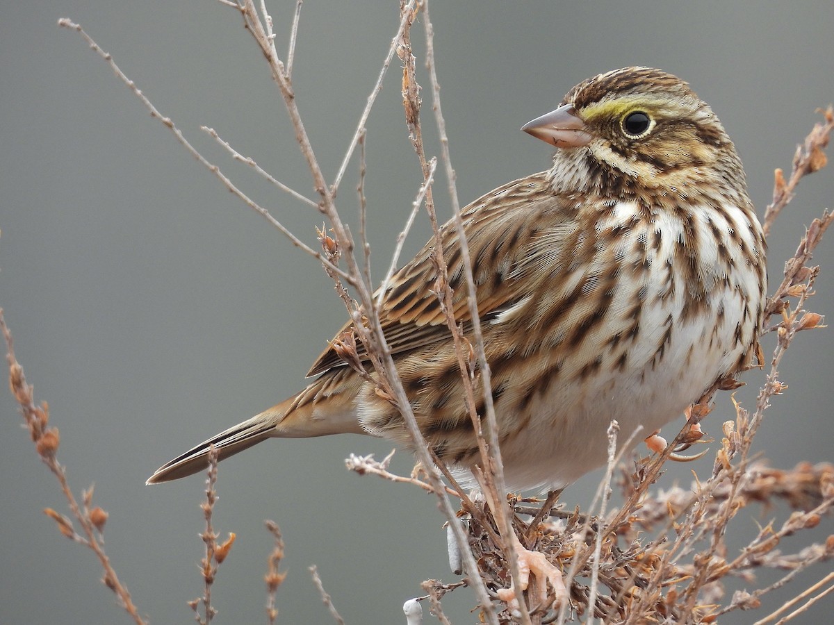 Savannah Sparrow - ML646461353