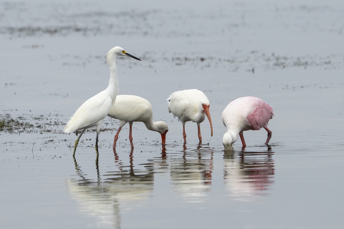 Ak Aynak - ML646461354