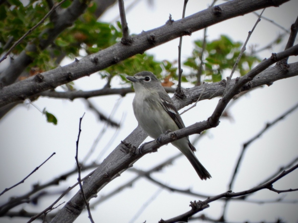 Plumbeous Vireo - ML646461357
