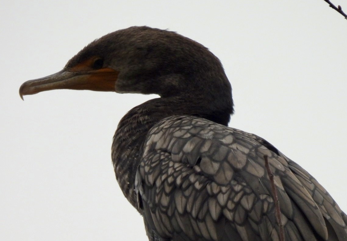 Kulaklı Karabatak - ML646461358