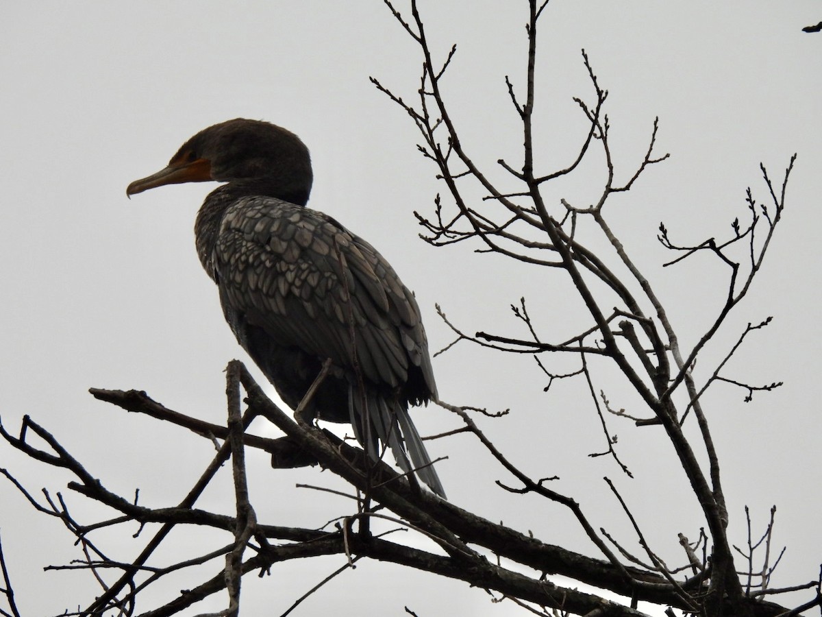 Kulaklı Karabatak - ML646461359