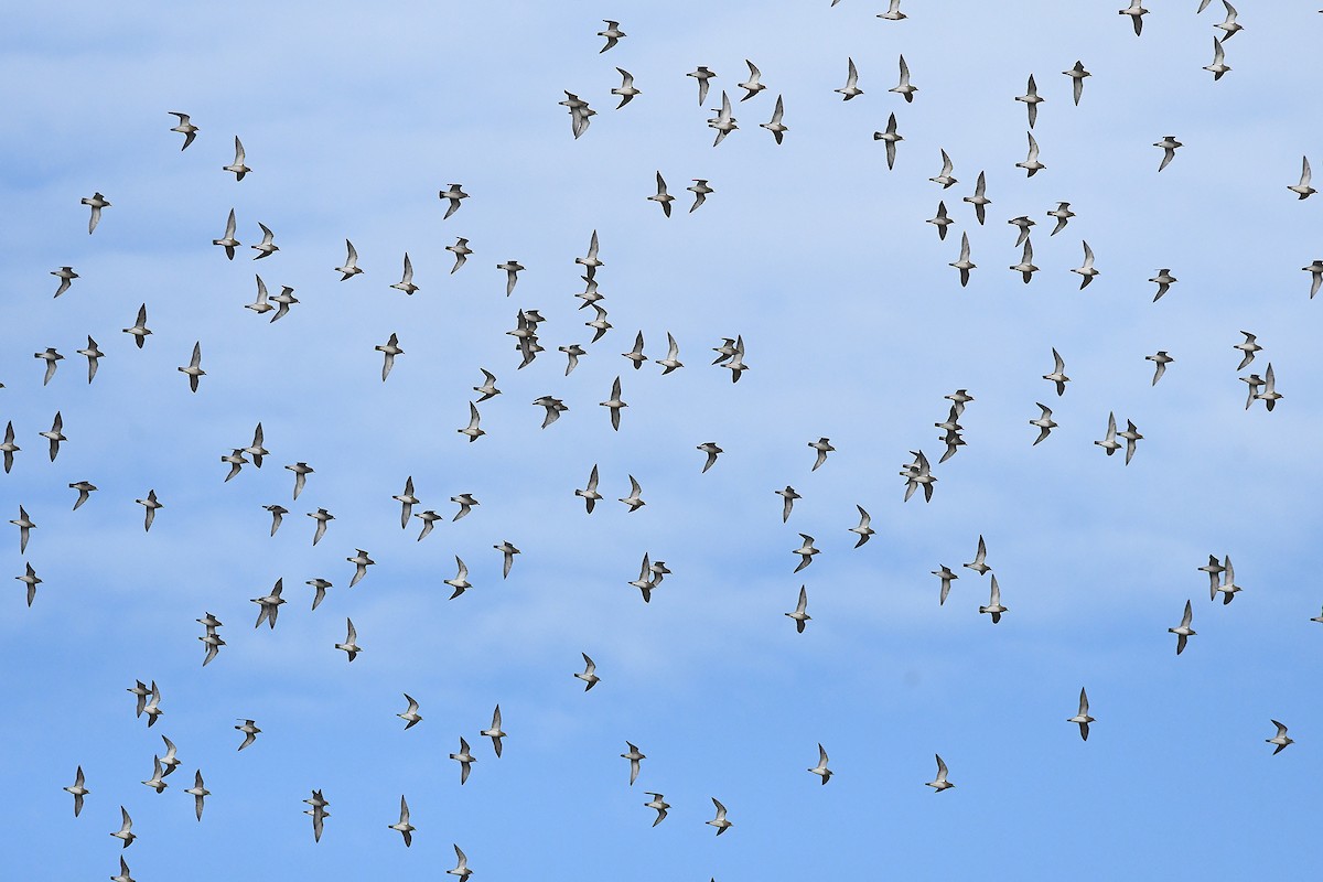 European Golden-Plover - ML646461361