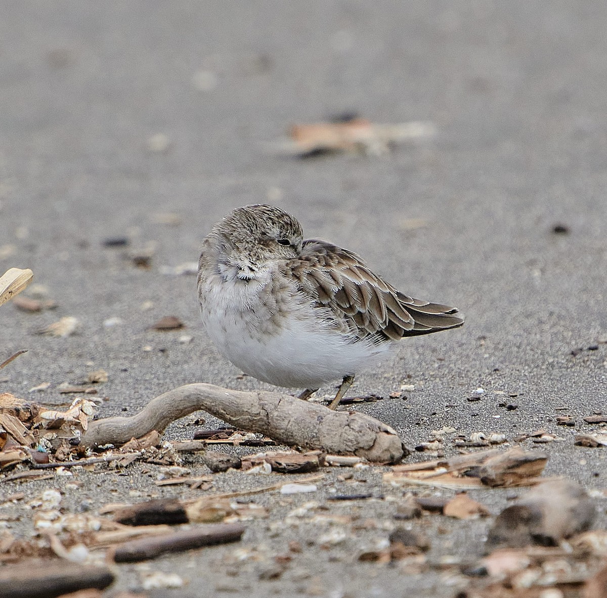 Least Sandpiper - ML646461365