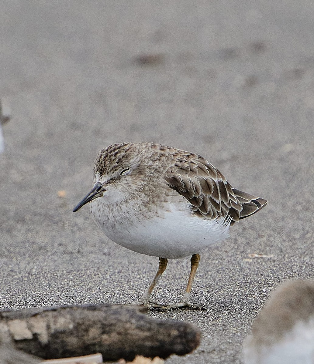 Least Sandpiper - ML646461366