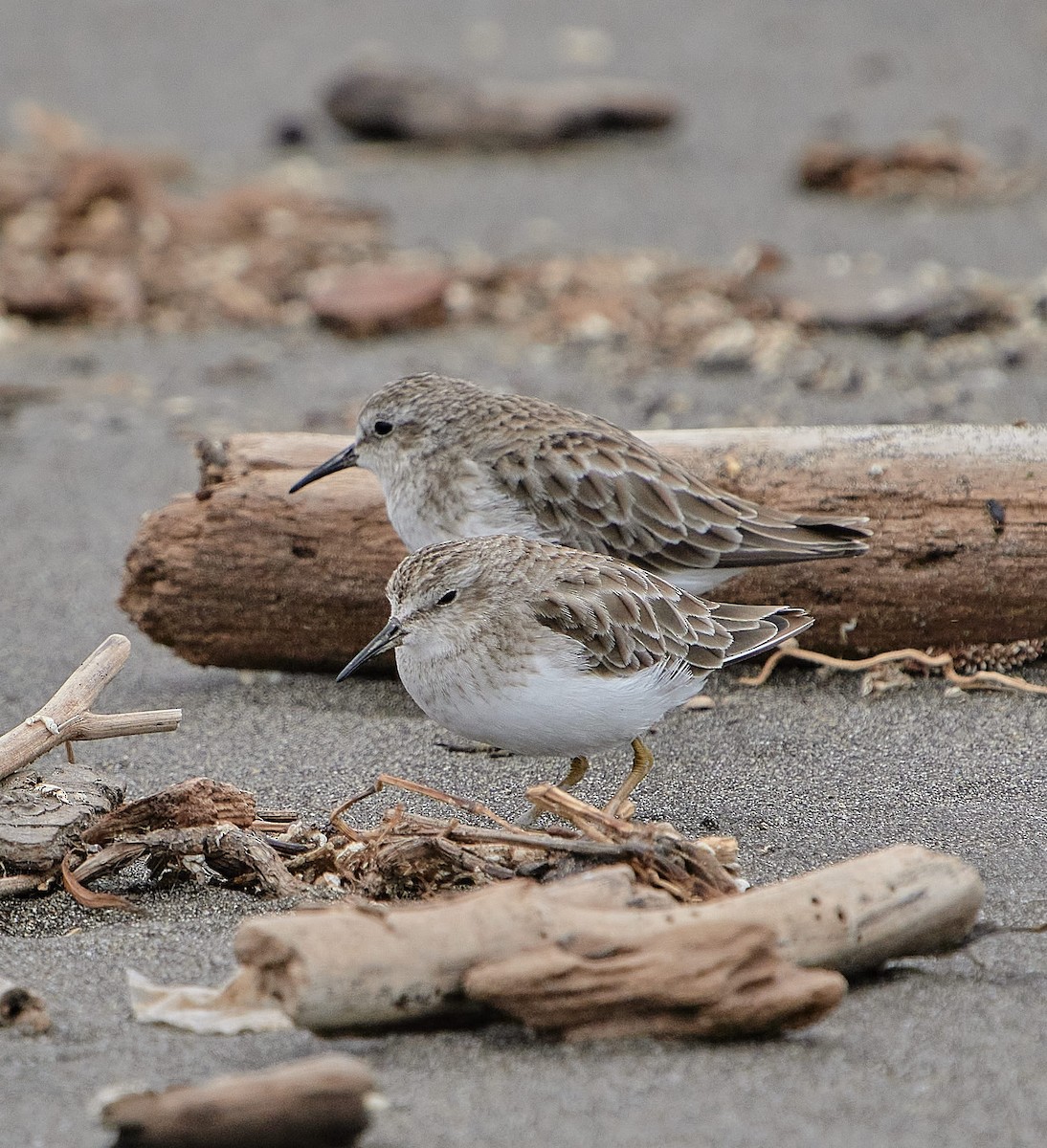 Least Sandpiper - ML646461367