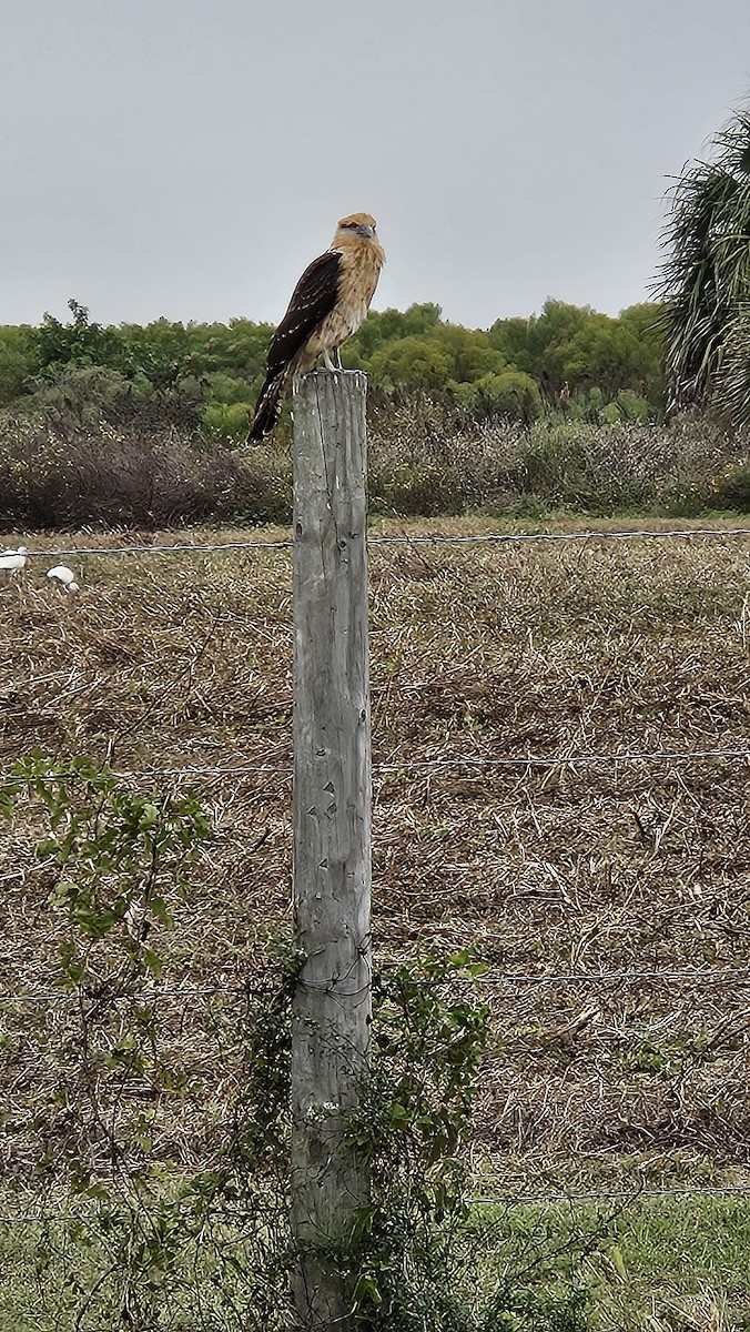 čimango žlutavý - ML646461368