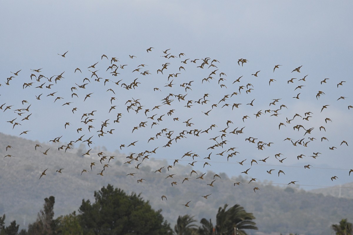 European Golden-Plover - ML646461369