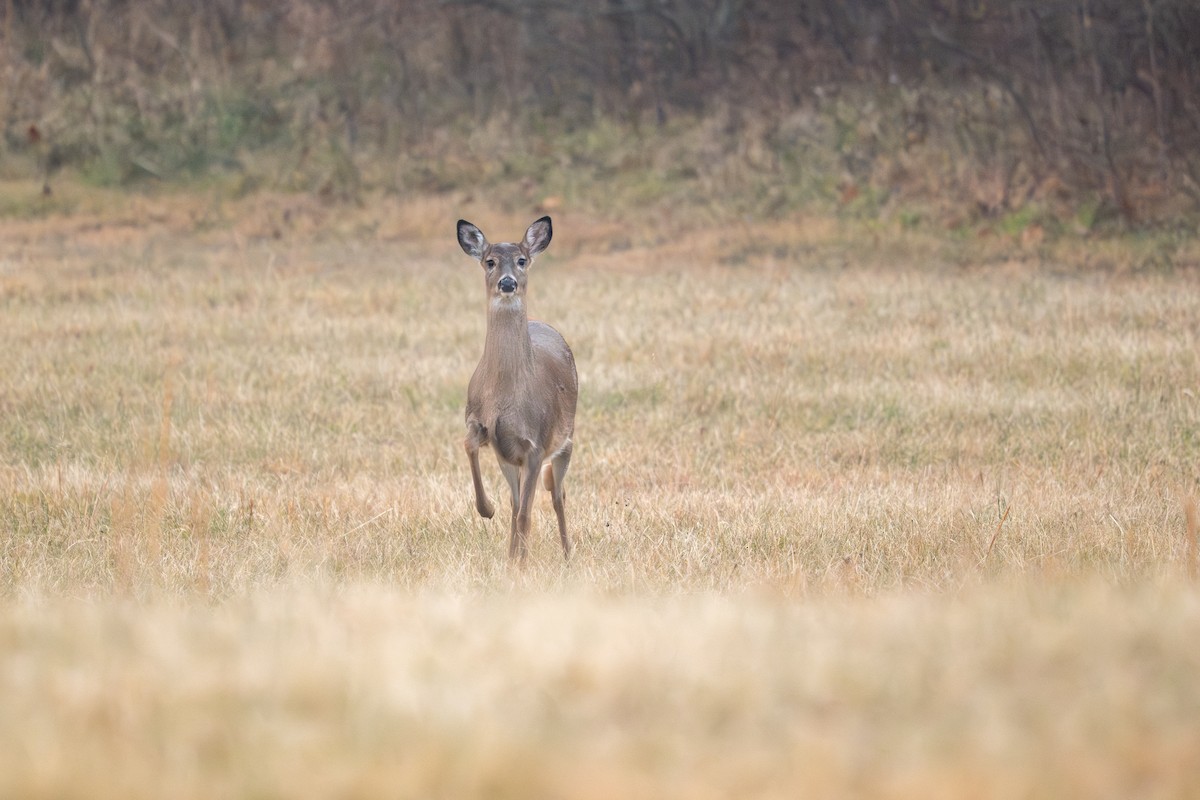 Hirsche - ML646461370