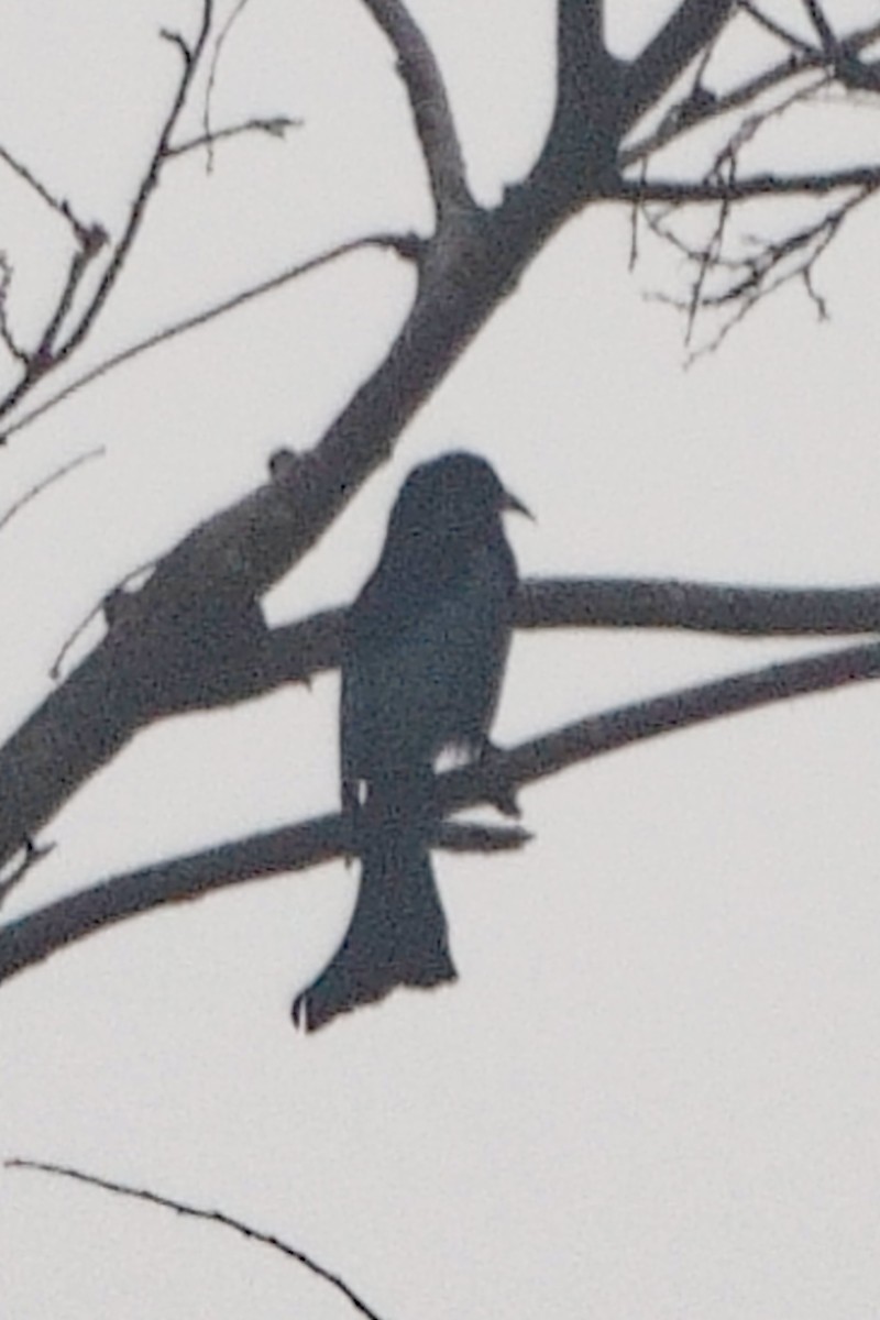 Өрвийт доронго - ML646461371