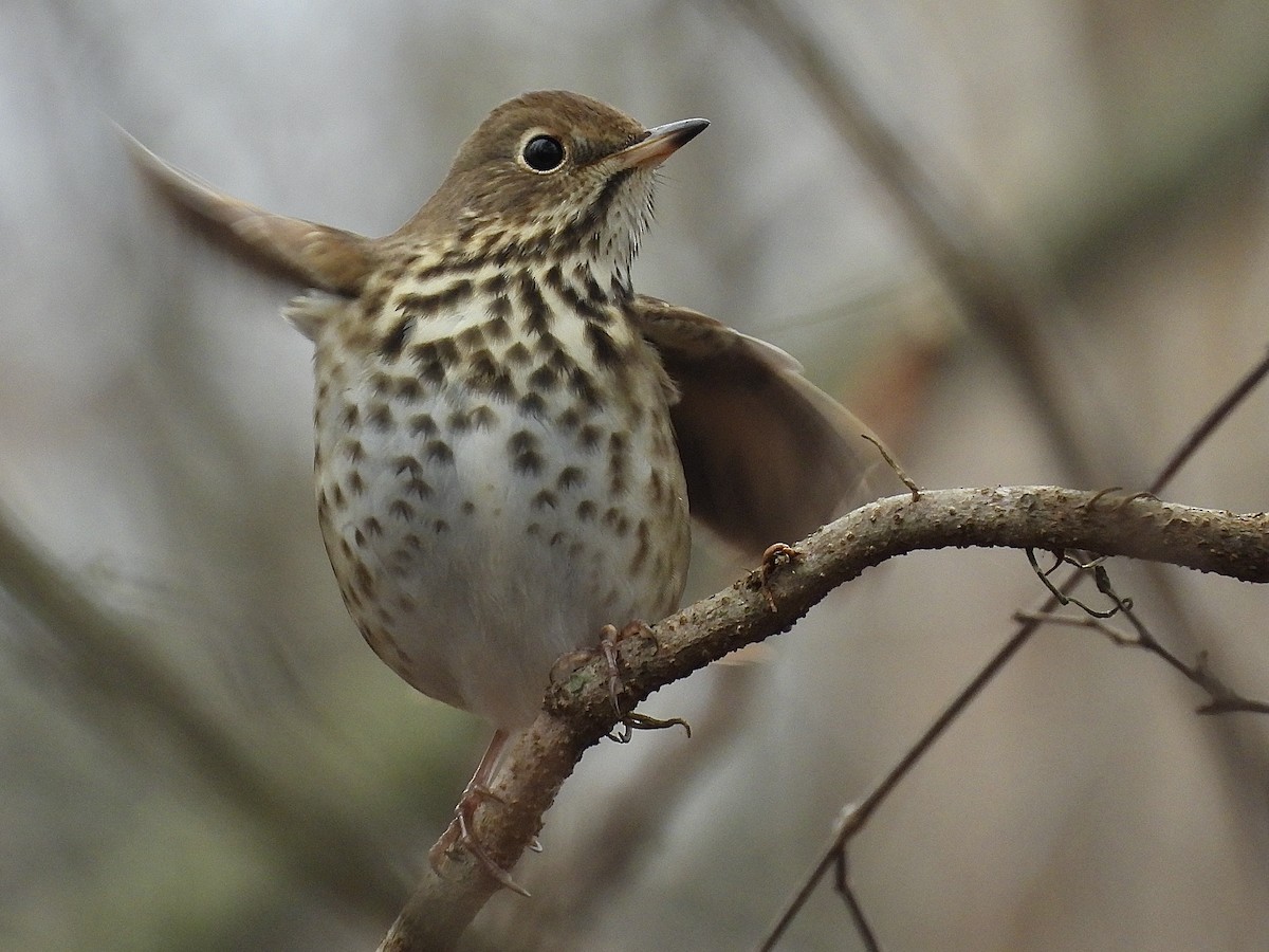 Hermit Thrush - ML646461372