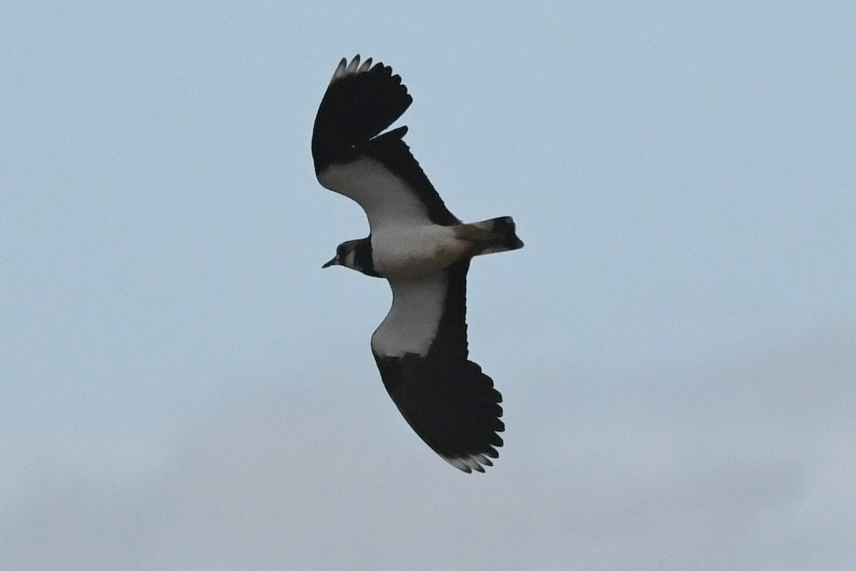 Northern Lapwing - ML646461374