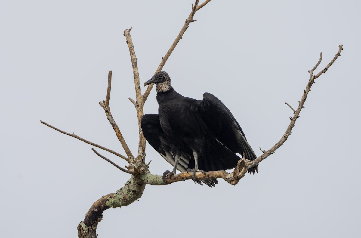 Black Vulture - ML646461383