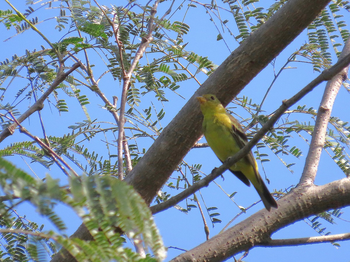 Western Tanager - ML646461384