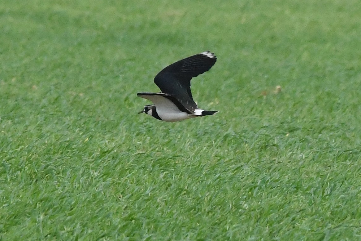 Northern Lapwing - ML646461385