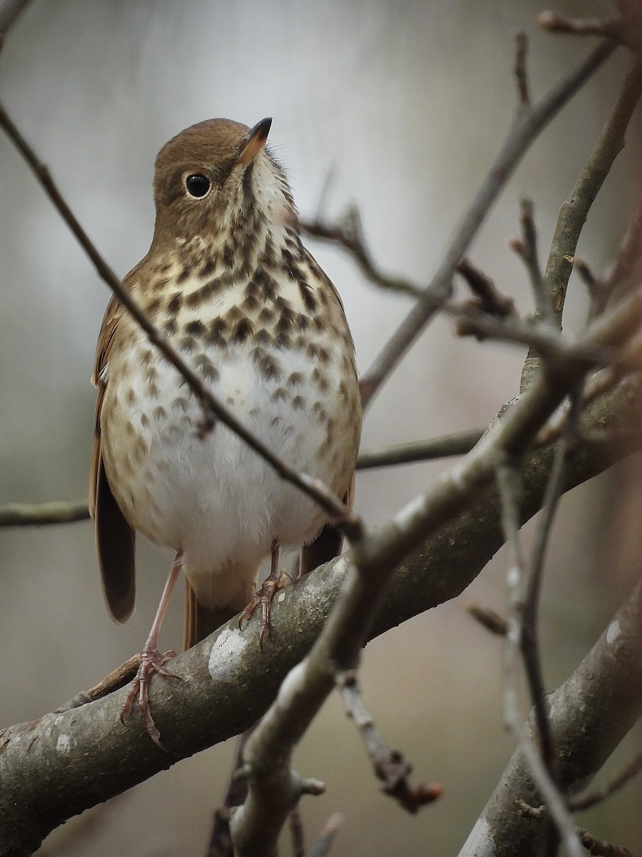 Zorzalito Colirrufo - ML646461386