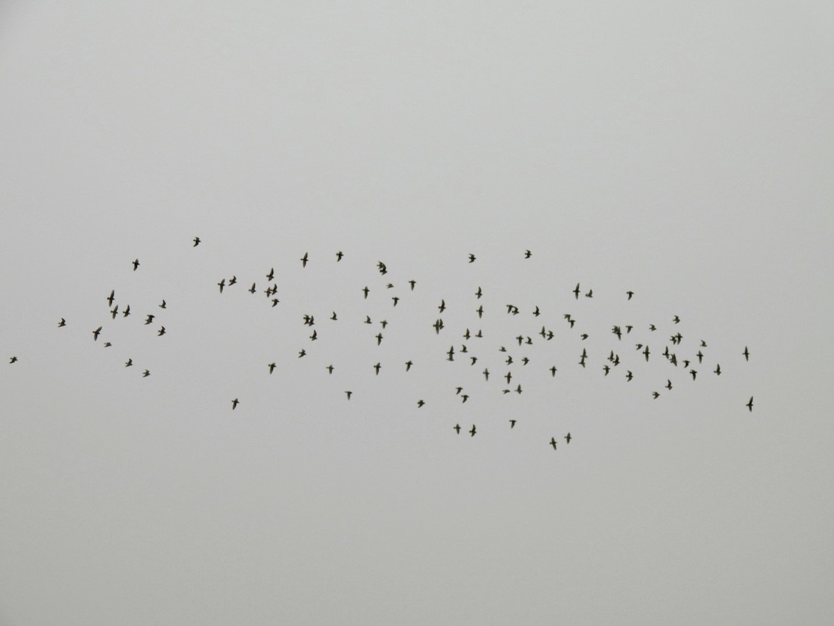 Correlimos Menudillo - ML646461388