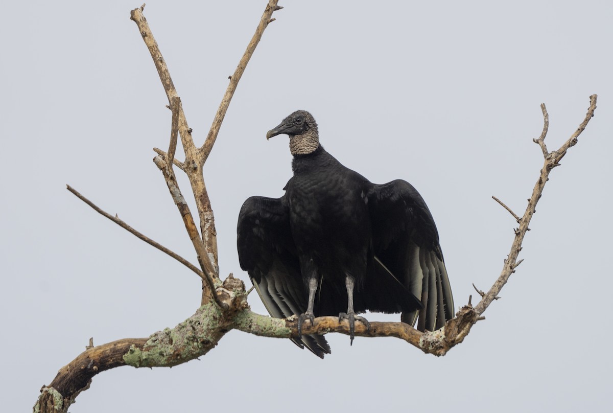 Zopilote Negro - ML646461389