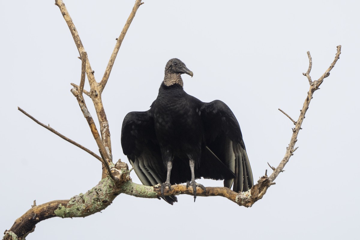 Zopilote Negro - ML646461392