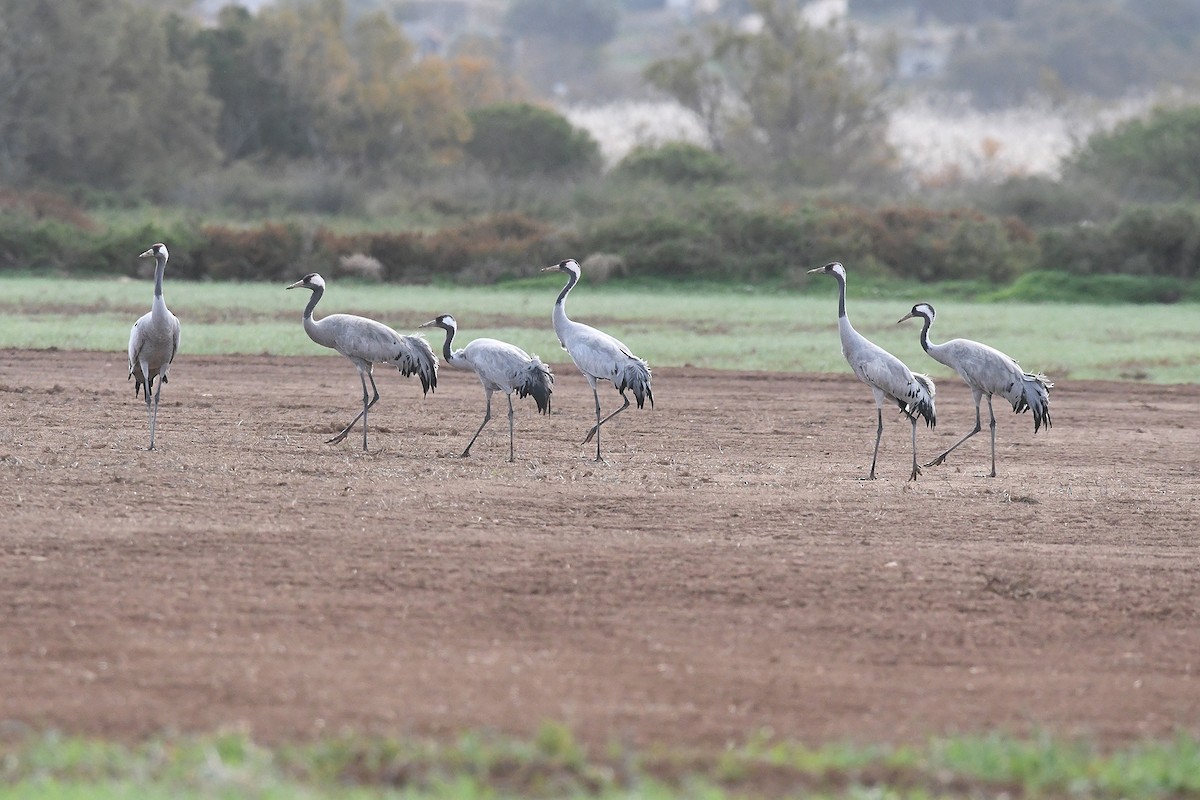 Grulla Común - ML646461393