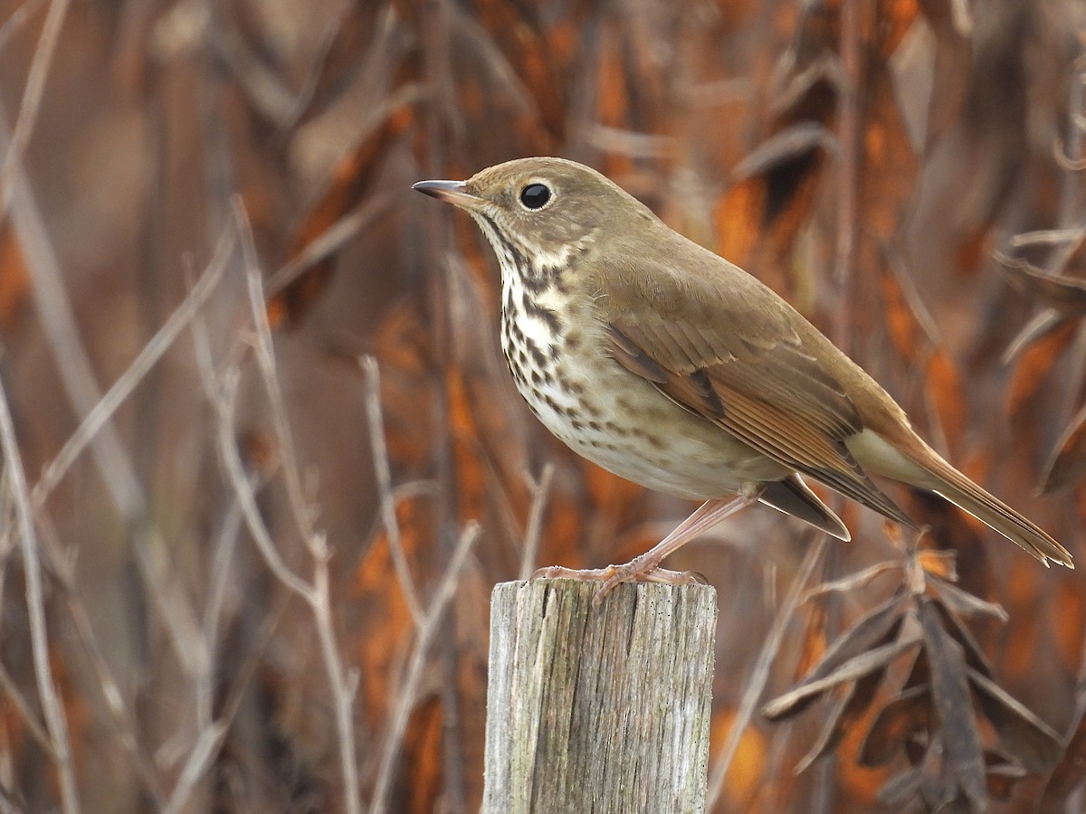 Zorzalito Colirrufo - ML646461394