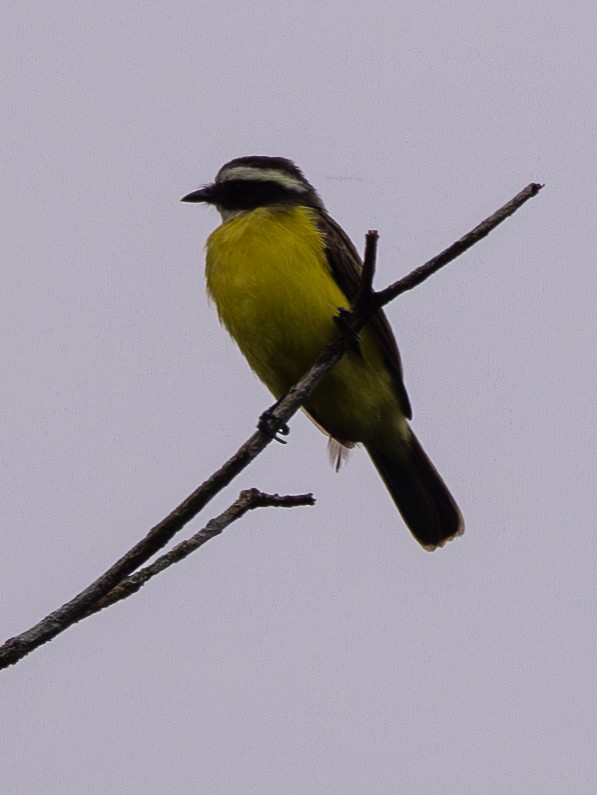 Bienteveo Alicastaño - ML646461395