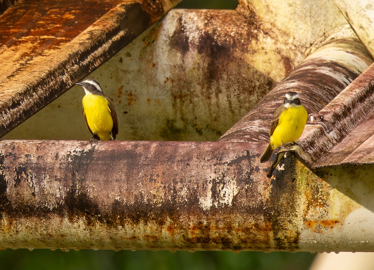 Bienteveo Alicastaño - ML646461396