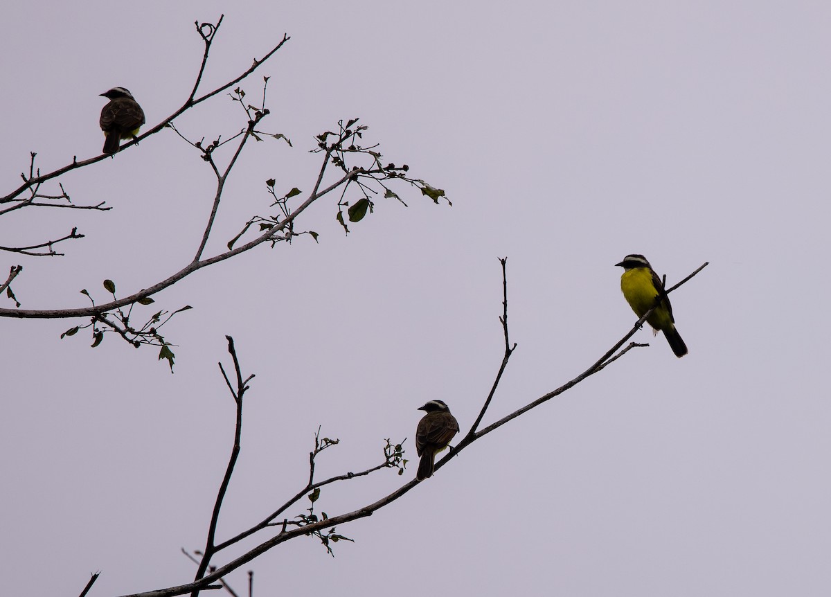 Bienteveo Alicastaño - ML646461397