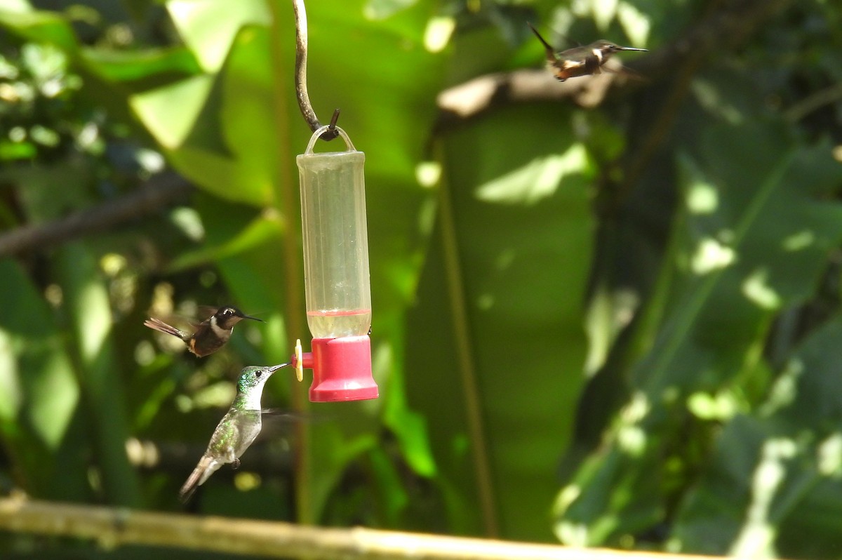 Amazilia Andina - ML646461398