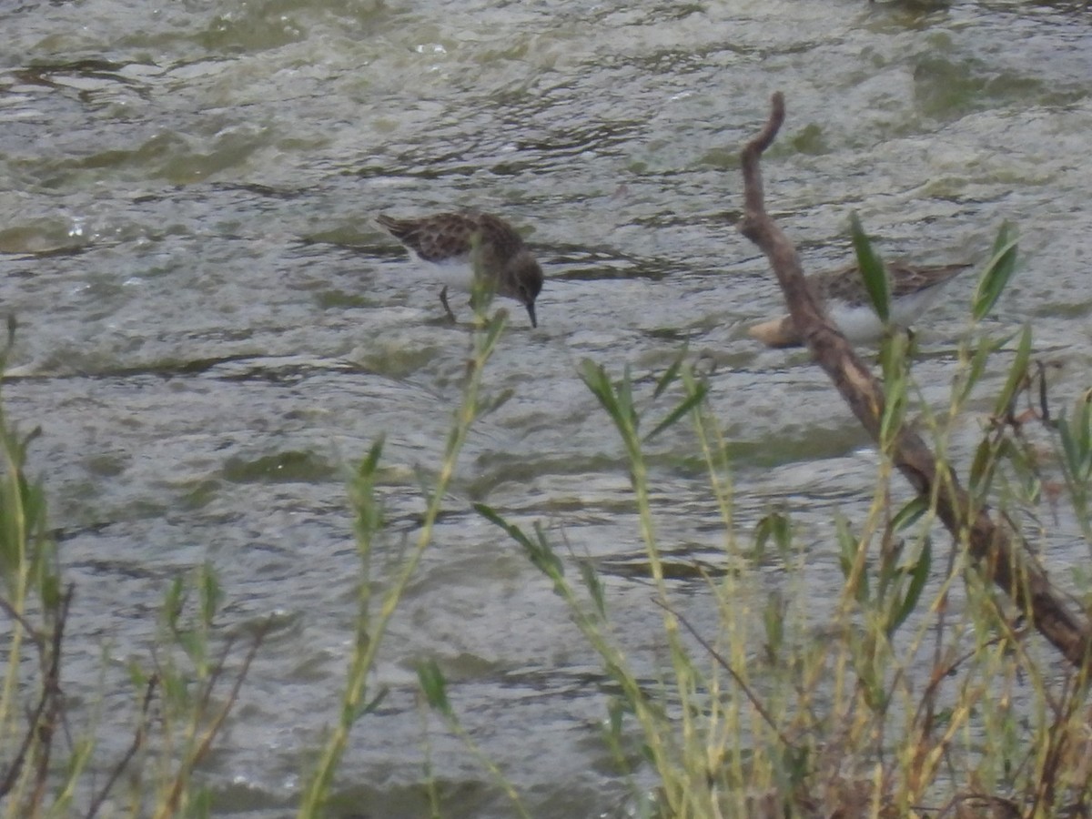 Chorlitejo Culirrojo - ML646461400