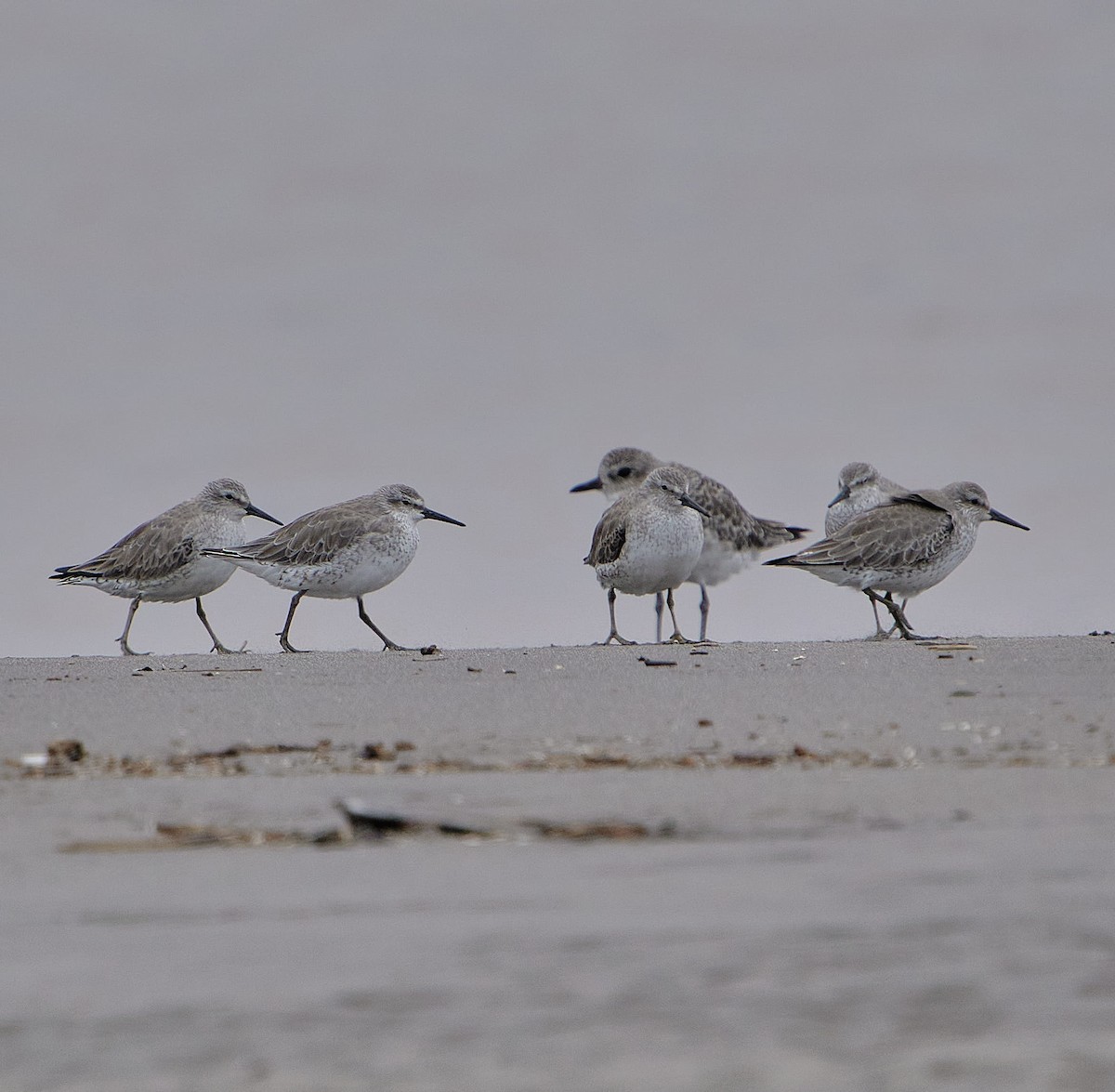 Correlimos Gordo - ML646461401
