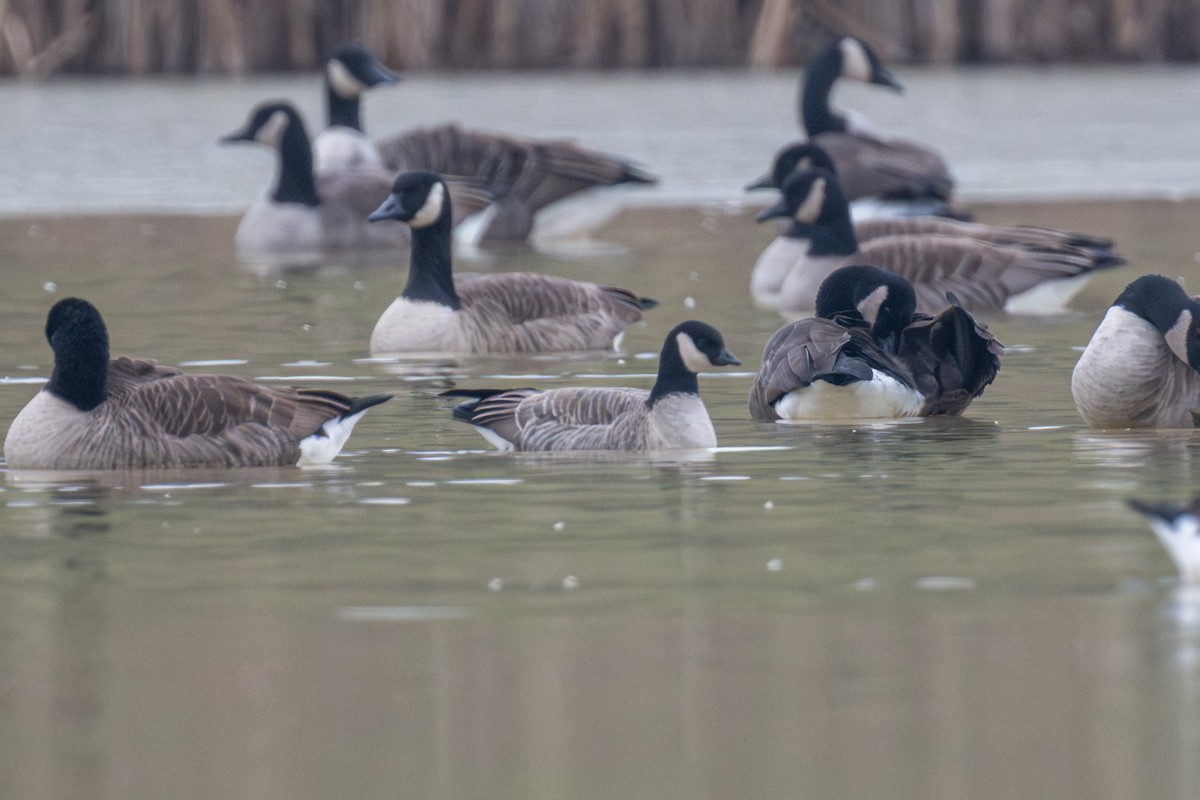 Zwergkanadagans - ML646461403