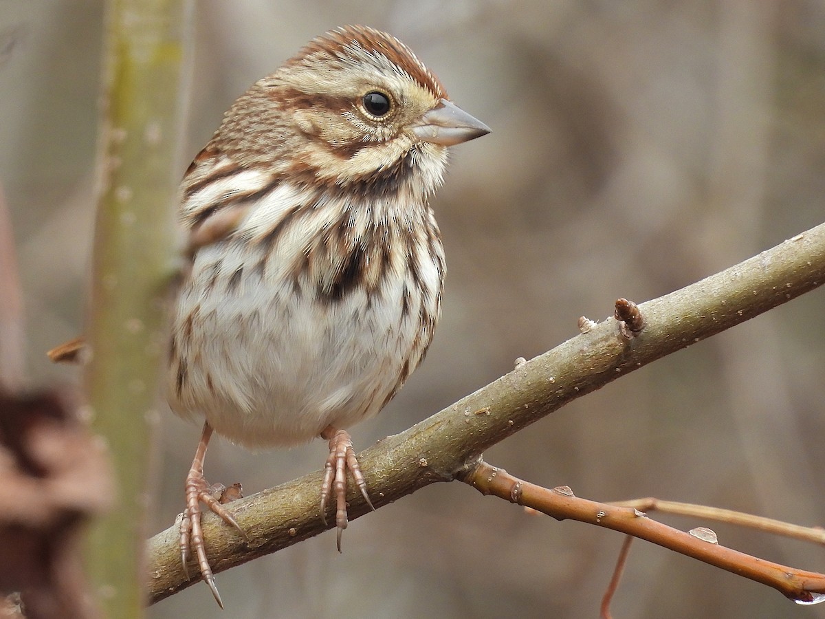 Chingolo Cantor - ML646461404