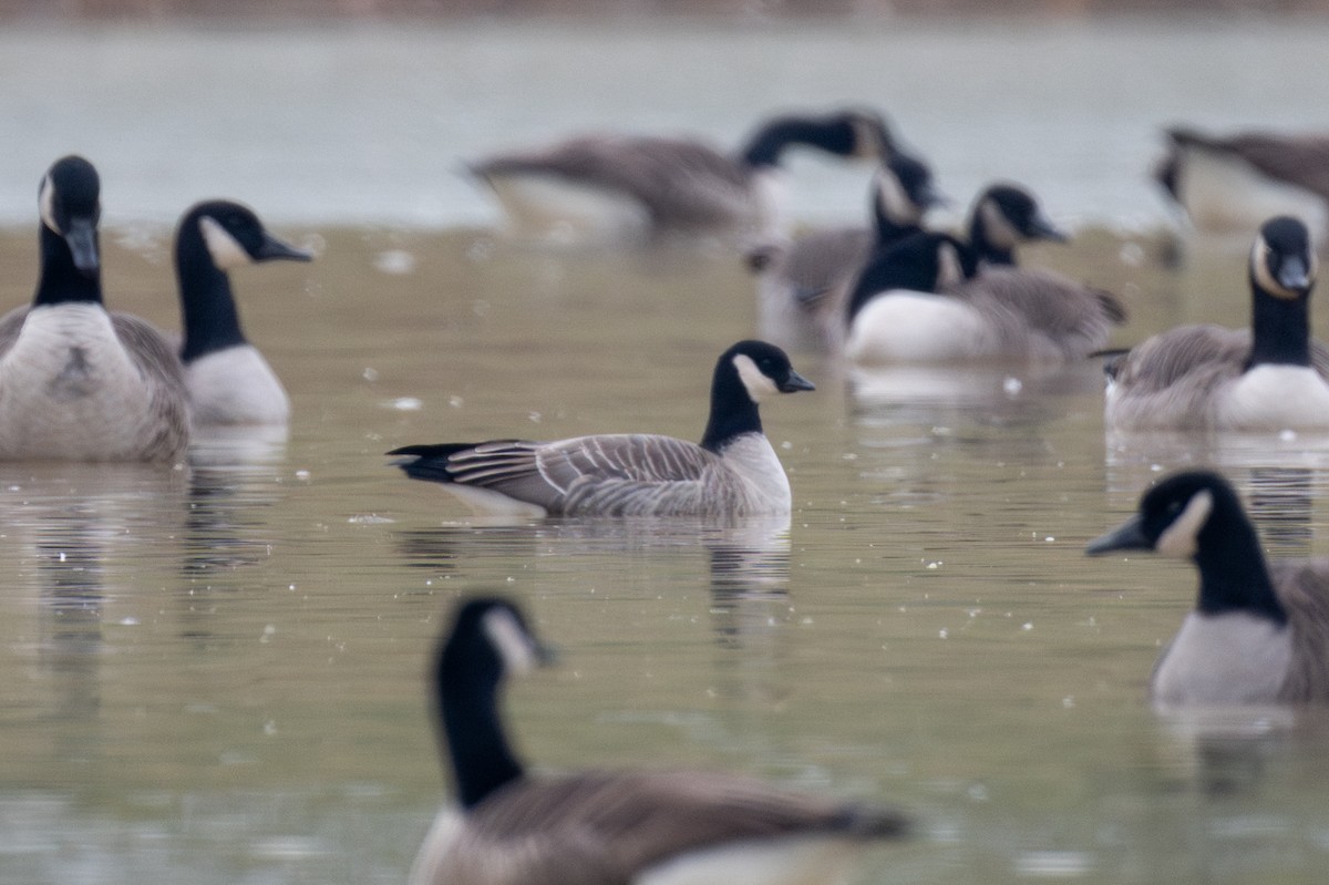 Zwergkanadagans - ML646461406