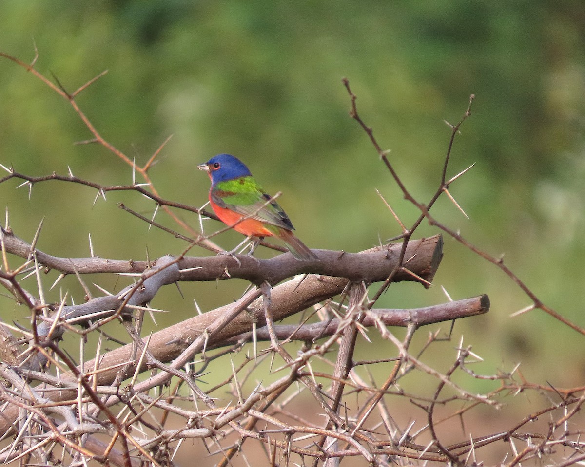 Azulillo Sietecolores - ML646461407