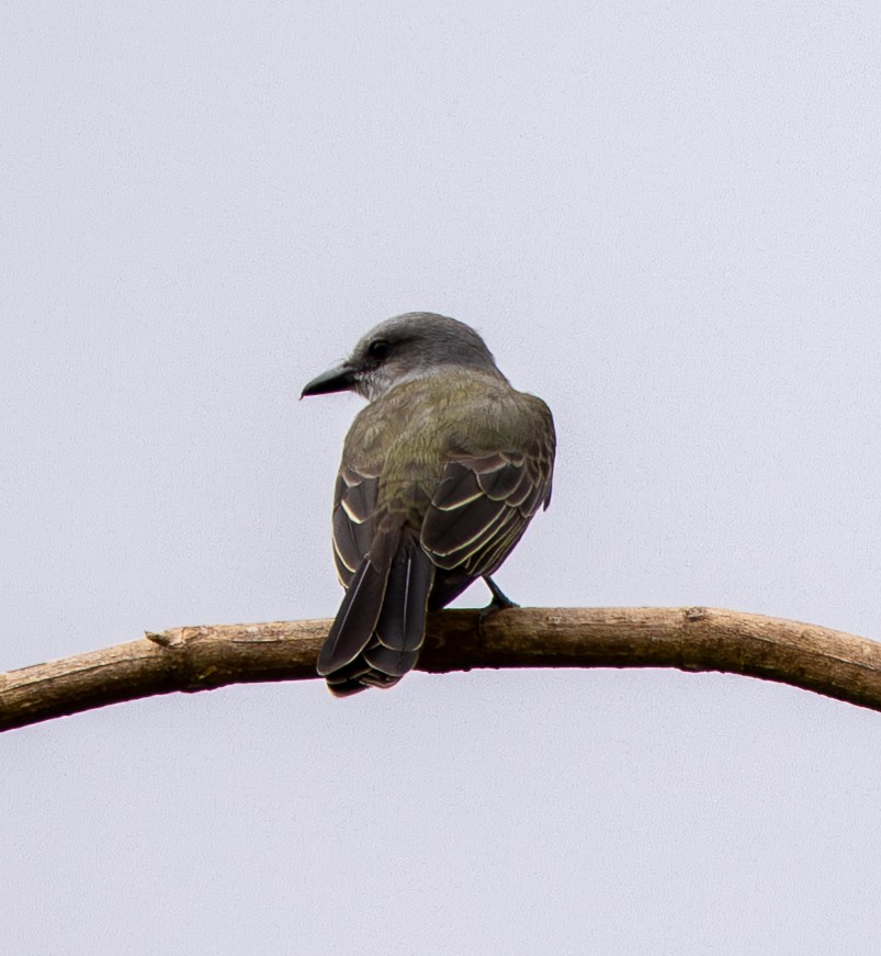 Tirano Melancólico - ML646461408