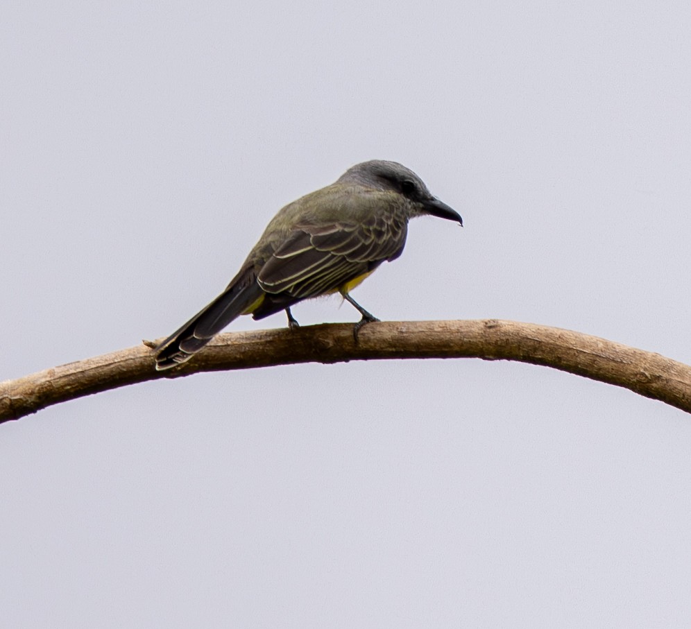 Tirano Melancólico - ML646461409