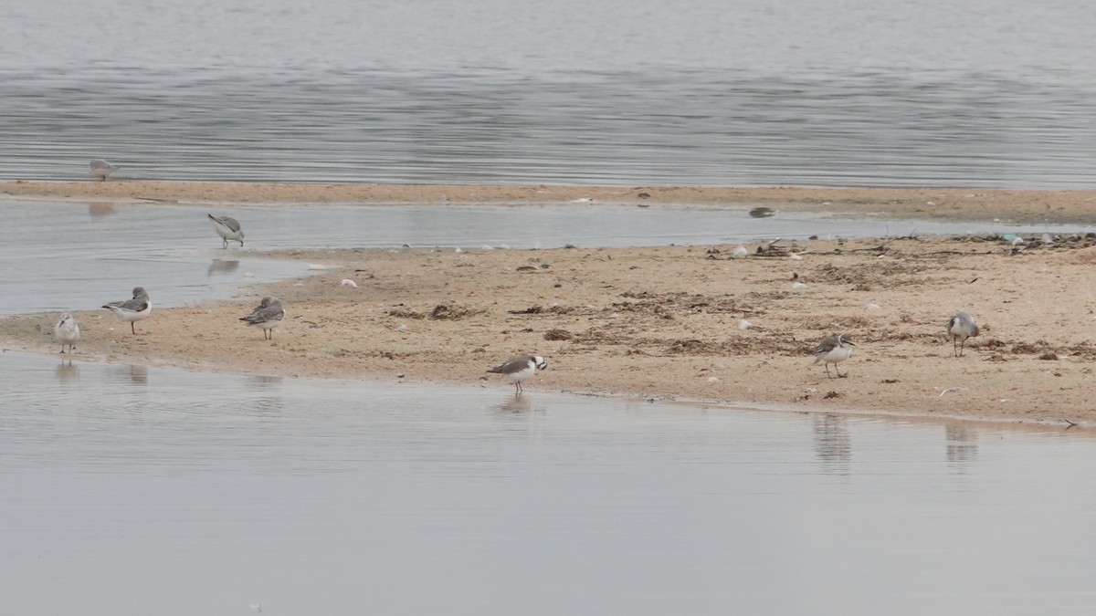 Chorlitejo Patinegro - ML646461410